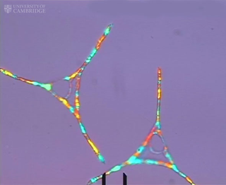 Illustration for article titled These Freezing Drops of Oil Are Hypnotically Beautiful